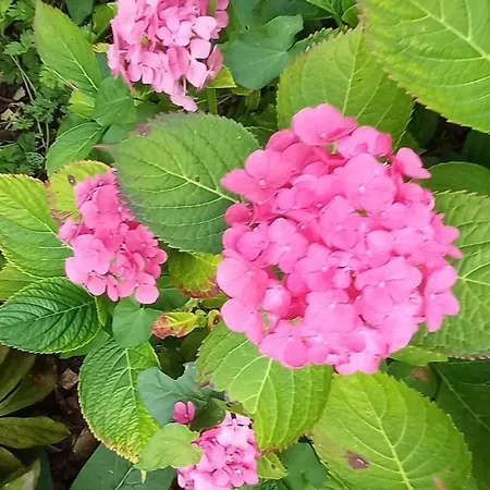 ベッド・アンド・ブレックファスト La Farfelue Marcei