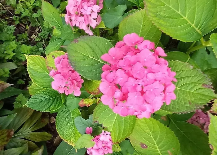 Bed & Breakfast La Farfelue Marcei